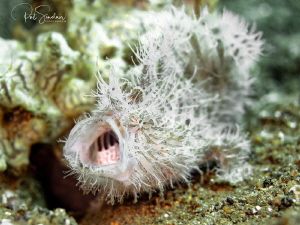 Hairy frogfish - this was pretty small one...I loved seei... by Patricia Sinclair 